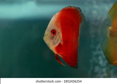 Red Marlboro Discus Fish - (Symphysodon Sp.)