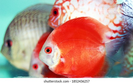Red Marlboro Discus fish - (Symphysodon sp.)