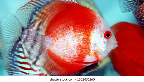 Red Marlboro Discus fish - (Symphysodon sp.)