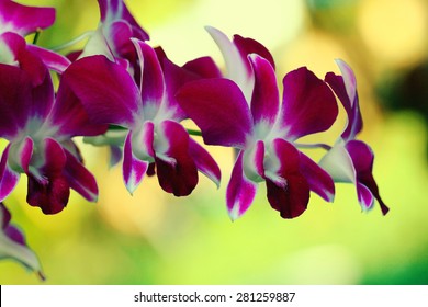 Red Maroon Flowers Orchid Macro Green Background