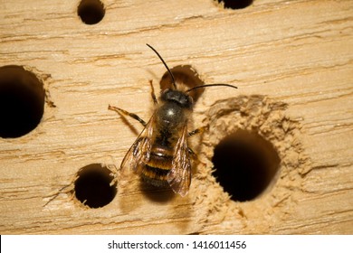 Red Mason Bee, Closeup View