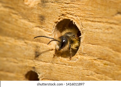 Red Mason Bee, Closeup View