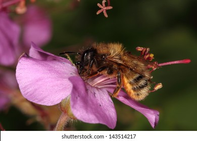 Red Mason Bee Feeding