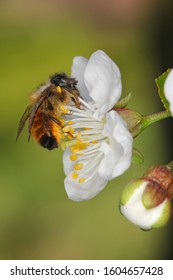 Red mason bee (lat. Osmia bicornis, synonym Osmia rufa) on cherry blossom. Pesticide free environmental protection save the bees biodiversity concept.