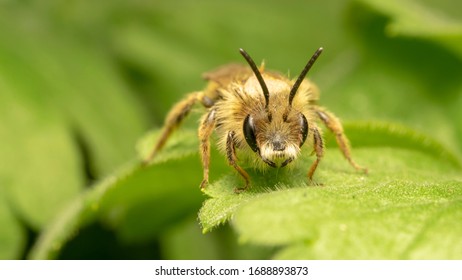 Red mason bee (lat. Osmia bicornis, synonym Osmia rufa)