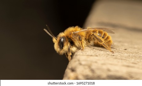 Red mason bee (lat. Osmia bicornis, synonym Osmia rufa)