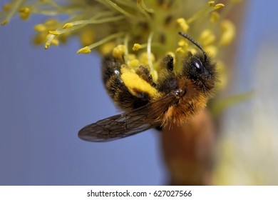 Red Mason Bee On A Catkin