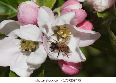 A Red Mason Bee (Osmia Bicornis), Family Megachilidae On The White Flowers Of The Apple Tree. On The Bee Are The Parasite Mites Chaetodactylus Osmiae. Spring, Bergen, Netherlands April 20, 2020.      