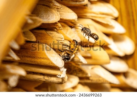 Red mason bee (Osmia bicornis)