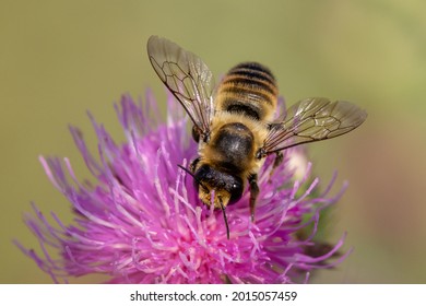 Red mason bee (Osmia rufa) insect close up