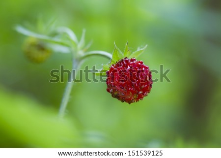 Similar – Image, Stock Photo cranberry wild strawberry