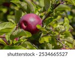 Red McIntosh apples ripen in an orchard among vibrant green leaves, showcasing fresh, organic produce ready for harvest. Perfect for a healthy, sweet autumn snack or seasonal fruit.