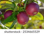 Red McIntosh apples ripen in an orchard among vibrant green leaves, showcasing fresh, organic produce ready for harvest. Perfect for a healthy, sweet autumn snack or seasonal fruit.