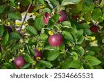 Red McIntosh apples ripen in an orchard among vibrant green leaves, showcasing fresh, organic produce ready for harvest. Perfect for a healthy, sweet autumn snack or seasonal fruit.