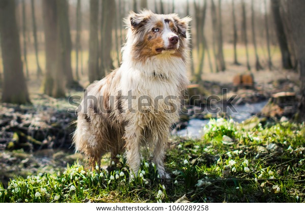utilsigtet ukendt tin Red Merle Australian Shepherd Dog Standing Stock Photo (Edit Now) 1060289258