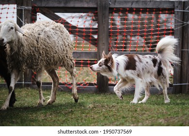 Red Merle Fluffy Border Collie Learns To Herd A Flock Of Sheep In A Pen. Sports Standard For Dogs On The Presence Of Herding Instinct. The Smartest Breed In The World.