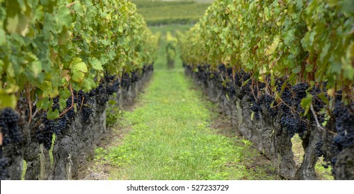 Red Merlot Grapes, Bordeaux Vineyard, France, Europe