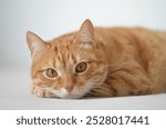 Red mestizo cat in everyday life