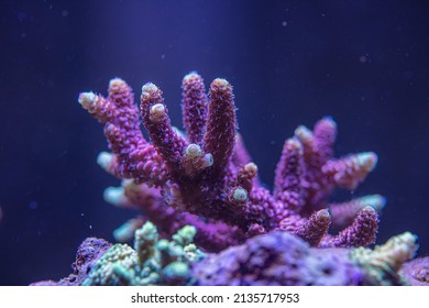 Red Millepora Sps Coral.corals Of The Sea. Marine Aquarium SPS Coral.marine Aquarium