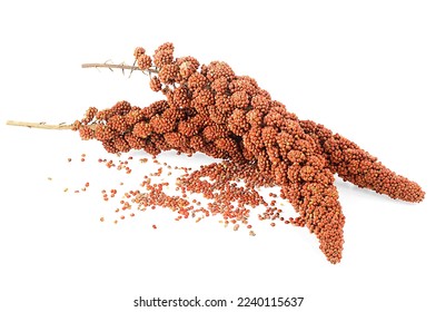 Red millet twigs and seeds isolated on a white background. Italian millet. Healthy food for diabetes persons. - Shutterstock ID 2240115637