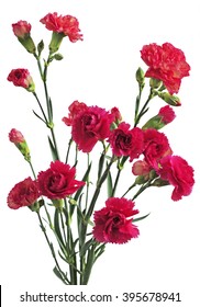 600 Mini carnation bouquet Images, Stock Photos & Vectors | Shutterstock