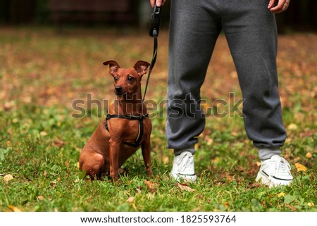 a red miniature pinscher (Zwergpinscher, Min Pin) with cropped ears sits next to the owner's feet in white sneakers against a forest background