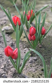 Red Miscellaneous tulips (Tulipa humilis) Heaven bloom in a garden in April - Shutterstock ID 2185215135