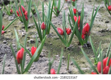 Red Miscellaneous tulips (Tulipa humilis) Heaven bloom in a garden in April - Shutterstock ID 2185215167