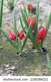 Red Miscellaneous tulips (Tulipa humilis) Heaven bloom in a garden in April - Shutterstock ID 2185384221