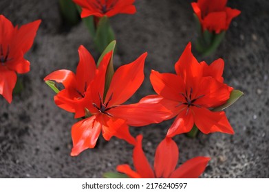 Red Miscellaneous tulips (Tulipa praestans) Pink Twist bloom in a garden in March - Shutterstock ID 2176240597