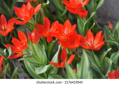 Red Miscellaneous tulips (Tulipa praestans) Fusilier with variegated leaves bloom in a garden in March - Shutterstock ID 2176419045