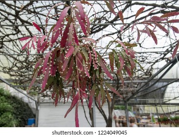 Red Mistletoe Cactus