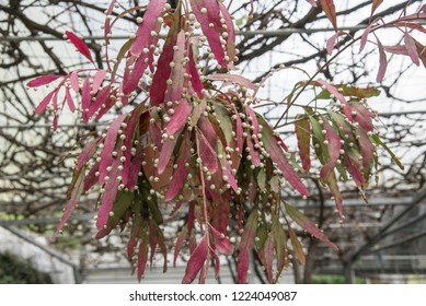 Red Mistletoe Cactus