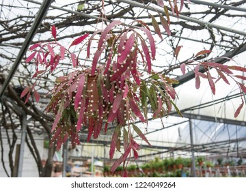 Red Mistletoe Cactus