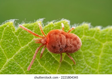 Red mites on wild plants, North China - Powered by Shutterstock