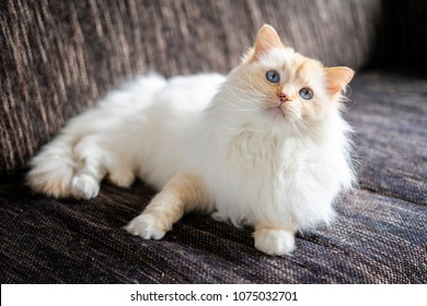 red ragdoll