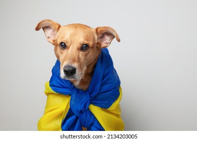 Red mixed breed dog covers Ukrainian blue and yellow flags need support. Social advertising. Pets refugees help concept.