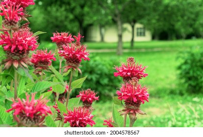 Red Monarda Flowers. Bergamot Herb, American Lemon Balm, Indian Nettle, Oregon Tea, Bee Balm, Horse Mint.