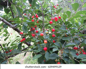 Red Montmorency Cherries On Tree In Cherry Orchard