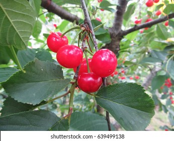 Red Montmorency Cherries On Tree In Cherry Orchard