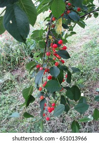 Red Montmorency Cherries On Tree In Cherry Orchard