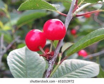 Red Montmorency Cherries On Tree In Cherry Orchard