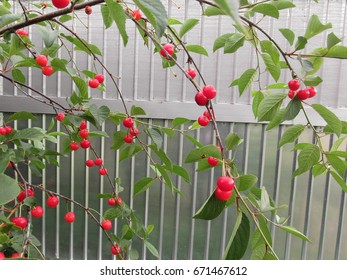 Red Montmorency Cherries On Tree In Cherry Orchard