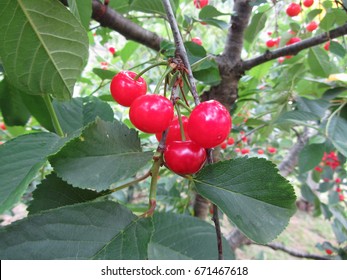 Red Montmorency Cherries On Tree In Cherry Orchard