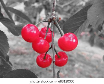 Red Montmorency Cherries On Tree In Cherry Orchard . Black And White Background