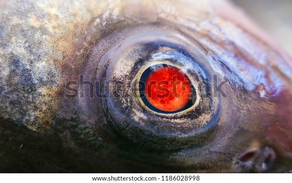 Red moon\
collage of eye of dead fish close\
up