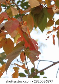 A red mopane leaf catches soft light against a blurred background.