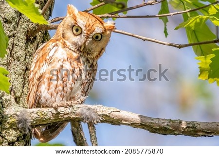 A red morph eastern screech owl (Megascops asio) perched in a tree at Maumee Bay State Park in northern Ohio.  Selective focus.