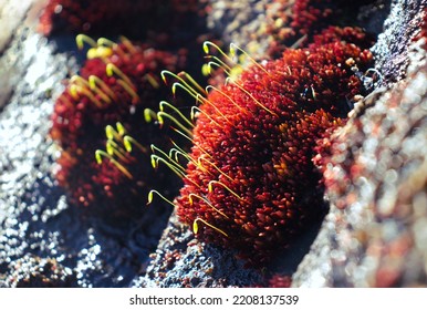 Red Moss On Cliff Side