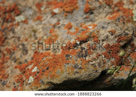 Red moss over the white stone  